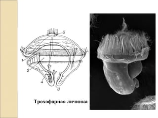Трохофорная личинка
 