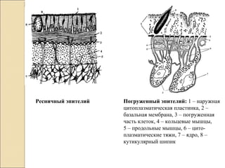 Ресничный эпителий Погруженный эпителий: 1 – наружная
цитоплазматическая пластинка, 2 –
базальная мембрана, 3 – погруженная
часть клеток, 4 – кольцевые мышцы,
5 – продольные мышцы, 6 – цито-
плазматические тяжи, 7 – ядро, 8 –
кутикулярный шипик
 