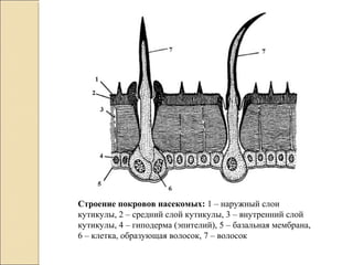 Строение покровов насекомых: 1 – наружный слои
кутикулы, 2 – средний слой кутикулы, 3 – внутренний слой
кутикулы, 4 – гиподерма (эпителий), 5 – базальная мембрана,
6 – клетка, образующая волосок, 7 – волосок
 