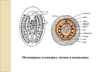 Метамерные ктенидии у хитона и неопилины
 
