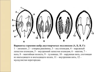 Варианты строения жабр двустворчатых моллюсков (А, Б, В, Г):
1 – лигамент, 2 – створка раковины, 3 – ось ктенидия, 4 – наружный
лепесток ктенидия, 5 – внутренний лепесток ктенидия, 6 – мантия, 7 –
нога, 8 – мантийная полость, 9 – туловище, 10 – наружная нить, состоящая
из нисходящего и восходящего колен, 11 – внутренняя нить, 12 –
мускулистая перегородка
 