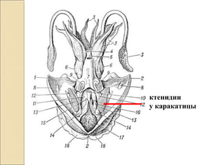ктенидии
у каракатицы
 