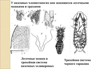 У наземных членистоногих они заменяются легочными
мешками и трахеями
Легочные мешки и
трахейная система
наземных хелицеровых
Трахейная система
черного таракана
 