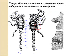 У паукообразных легочные мешки гомологичны
жаберным ножкам водных хелицеровых.
 