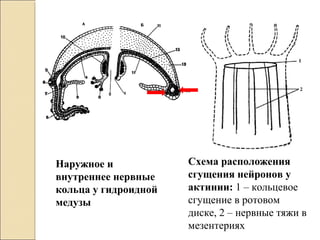 Схема расположения
сгущения нейронов у
актинии: 1 – кольцевое
сгущение в ротовом
диске, 2 – нервные тяжи в
мезентериях
Наружное и
внутреннее нервные
кольца у гидроидной
медузы
 