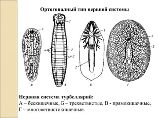 Ортогоналный тип нервной системы
Нервная система турбеллярий:
А – бескишечные, Б – трехветвистые, В - прямокишечные,
Г – многоветвистокишечные.
 