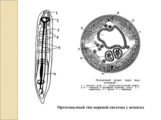Ортогоналный тип нервной системы у нематод
 