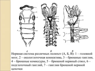 Нервная система различных полихет (А, Б, В): 1 – головной
мозг, 2 – окологлоточная коннектива, 3 – брюшные ганглии,
4 – брюшные комиссуры, 5 – брюшной нервный ствол, 6 –
подглоточный ганглий, 7 – ганглии брюшной нервной
цепочки
 