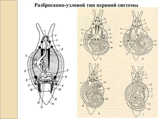 Разбросанно-узловой тип нервной системы
 