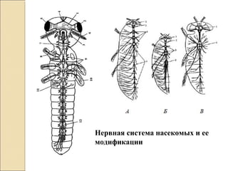 Нервная система насекомых и ее
модификации
 