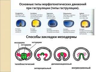 Способы закладки мезодермы
Основные типы морфогенетических движений
при гаструляции (типы гаструляции).
 