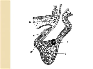 Дифференцировка в теле Metazoa