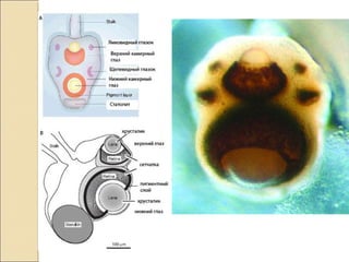 Дифференцировка в теле Metazoa
