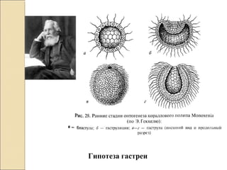 Гипотеза гастреи
 