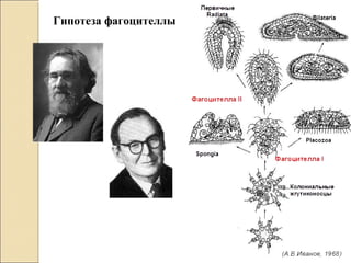 Гипотеза фагоцителлы
 