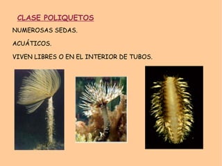 CÉLULAS ESPECIALES, COANOCITOS, CON FLAGELO Y COLLAR. PRODUCEN CORRIENTES DE AGUA. 