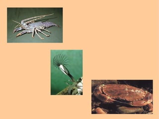 CARECEN DE SISTEMA NERVIOSO ORGANIZADO 