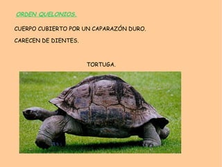 CLASE TREMATODOS PARÁSITOS. 