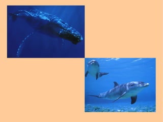 LOMBRIZ INTESTINAL, TRIQUINA. 