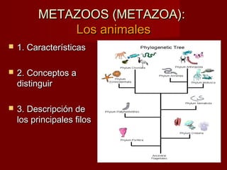 METAZOOS (METAZOA):
              Los animales
   1. Características

   2. Conceptos a
    distinguir

   3. Descripción de
    los principales filos
 