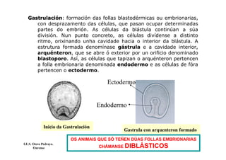 GastrulaciGastrulacióónn: formación das follas blastodérmicas ou embrionarias,
con desprazamento das células, que pasan ocupar determinadas
partes do embrión. As células da blástula continúan a súa
división. Nun punto concreto, as células divídense a distinto
ritmo, orixinando unha cavidade hacia o interior da blástula. A
estrutura formada denomínase gástrula e a cavidade interior,
arquénteron, que se abre ó exterior por un orificio denominado
blastoporo. Así, as células que tapizan o arquénteron pertencen
a folla embrionaria denominada endodermo e as células de fóra
pertencen o ectodermo.
Inicio da Gastrulación
Gastrula con arquenteron formado
Ectodermo
Endodermo
I.E.S. Otero Pedrayo.
Ourense
OS ANIMAIS QUE SÓ TEÑEN DÚAS FOLLAS EMBRIONARIAS
CHÁMANSE DIBLÁSTICOS
 