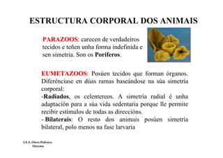 ESTRUCTURA CORPORAL DOS ANIMAIS
PARAZOOSPARAZOOS: carecen de verdadeiros
tecidos e teñen unha forma indefinida e
sen simetria. Son os Poríferos.
EUMETAZOOSEUMETAZOOS: Posúen tecidos que forman órganos.
Diferénciase en dúas ramas baseándose na súa simetría
corporal:
-Radiados, os celentereos. A simetría radial é unha
adaptación para a súa vida sedentaria porque lle permite
recibir estímulos de todas as direccións.
- Bilaterais: O resto dos animais posúen simetría
bilateral, polo menos na fase larvaria
I.E.S. Otero Pedrayo.
Ourense
 