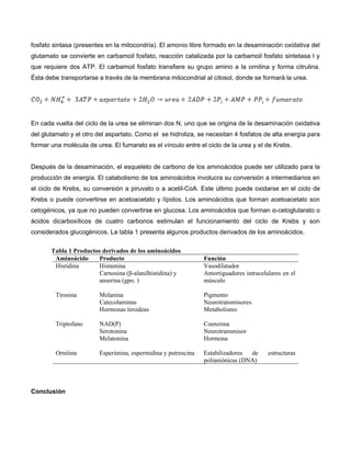 fosfato sintasa (presentes en la mitocondria). El amonio libre formado en la desaminación oxidativa del
glutamato se convierte en carbamoil fosfato, reacción catalizada por la carbamoil fosfato sintetasa I y
que requiere dos ATP. El carbamoil fosfato transfiere su grupo amino a la ornitina y forma citrulina.
Ésta debe transportarse a través de la membrana mitocondrial al citosol, donde se formará la urea.
En cada vuelta del ciclo de la urea se eliminan dos N, uno que se origina de la desaminación oxidativa
del glutamato y el otro del aspartato. Como el se hidroliza, se necesitan 4 fosfatos de alta energía para
formar una molécula de urea. El fumarato es el vínculo entre el ciclo de la urea y el de Krebs.
Después de la desaminación, el esqueleto de carbono de los aminoácidos puede ser utilizado para la
producción de energía. El catabolismo de los aminoácidos involucra su conversión a intermediarios en
el ciclo de Krebs, su conversión a piruvato o a acetil-CoA. Este último puede oxidarse en el ciclo de
Krebs o puede convertirse en acetoacetato y lípidos. Los aminoácidos que forman acetoacetato son
cetogénicos, ya que no pueden convertirse en glucosa. Los aminoácidos que forman α-cetoglutarato o
ácidos dicarboxílicos de cuatro carbonos estimulan el funcionamiento del ciclo de Krebs y son
considerados glucogénicos. La tabla 1 presenta algunos productos derivados de los aminoácidos.
Tabla 1 Productos derivados de los aminoácidos
Aminoácido Producto Función
Histidina Histamina
Carnosina (β-alanilhistidina) y
anserina (gpo. )
Vasodilatador
Amortiguadores intracelulares en el
músculo
Tirosina Melanina
Catecolaminas
Hormonas tiroideas
Pigmento
Neurotransmisores
Metabolismo
Triptofano NAD(P)
Serotonina
Melatonina
Coenzima
Neurotransmisor
Hormona
Ornitina Esperimina, espermidina y putrescina Estabilizadores de estructuras
polianiónicas (DNA)
Conclusión
 