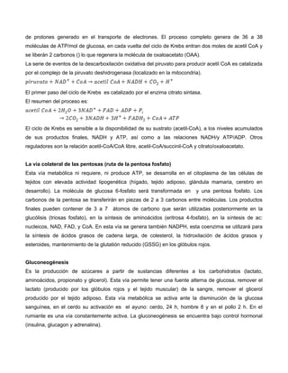 de protones generado en el transporte de electrones. El proceso completo genera de 36 a 38
moléculas de ATP/mol de glucosa, en cada vuelta del ciclo de Krebs entran dos moles de acetil CoA y
se liberán 2 carbonos () lo que regenera la molécula de oxaloacetato (OAA).
La serie de eventos de la descarboxilación oxidativa del piruvato para producir acetil CoA es catalizada
por el complejo de la piruvato deshidrogenasa (localizado en la mitocondria).
El primer paso del ciclo de Krebs es catalizado por el enzima citrato sintasa.
El resumen del proceso es:
El ciclo de Krebs es sensible a la disponibilidad de su sustrato (acetil-CoA), a los niveles acumulados
de sus productos finales, NADH y ATP, así como a las relaciones NADH/y ATP/ADP. Otros
reguladores son la relación acetil-CoA/CoA libre, acetil-CoA/succinil-CoA y citrato/oxaloacetato.
La vía colateral de las pentosas (ruta de la pentosa fosfato)
Esta vía metabólica ni requiere, ni produce ATP, se desarrolla en el citoplasma de las células de
tejidos con elevada actividad lipogenética (hígado, tejido adiposo, glándula mamaria, cerebro en
desarrollo). La molécula de glucosa 6-fosfato será transformada en y una pentosa fosfato. Los
carbonos de la pentosa se transferirán en piezas de 2 a 3 carbonos entre moléculas. Los productos
finales pueden contener de 3 a 7 átomos de carbono que serán utilizadas posteriormente en la
glucólisis (triosas fosfato), en la síntesis de aminoácidos (eritrosa 4-fosfato), en la síntesis de ac:
nucleicos, NAD, FAD, y CoA. En esta vía se genera también NADPH, esta coenzima se utilizará para
la síntesis de ácidos grasos de cadena larga, de colesterol, la hidroxilación de ácidos grasos y
esteroides, mantenimiento de la glutatión reducido (GSSG) en los glóbulos rojos.
Gluconeogénesis
Es la producción de azúcares a partir de sustancias diferentes a los carbohidratos (lactato,
aminoácidos, propionato y glicerol). Esta vía permite tener una fuente alterna de glucosa, remover el
lactato (producido por los glóbulos rojos y el tejido muscular) de la sangre, remover el glicerol
producido por el tejido adiposo. Esta vía metabólica se activa ante la disminución de la glucosa
sanguínea, en el cerdo su activación es el ayuno: cerdo, 24 h, hombre 8 y en el pollo 2 h. En el
rumiante es una vía constantemente activa. La gluconeogénesis se encuentra bajo control hormonal
(insulina, glucagon y adrenalina).
 
