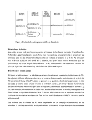 RUMEN
EPITELIO
RUMINAL
VENA
PORTA
(HÍGADO)
HÍGADO SANGRE
ACETATO ACETATO (90%)
PROPIONATO
LACTATO (15%)
Gluconeogénesis GLUCOSA
PROPIONATO (85%)
BUTIRATO
β-OH butirato
Interconversión β-OH butirato
Butirato
Acetoacetato
Figura 1. Destino de los ácidos grasos volátiles en el rumiante
Metabolismo de lípidos
Los ácidos grasos (AG) son los componentes principales de los lípidos complejos (triacilgliceroles,
fosfolípidos). Los triacilgliceroles son la forma más importante de almacenamiento de energía en los
animales. Este tipo de almacenamiento presenta sus ventajas, al oxidarse el C de los AG producen
más ATP que cualquier otra forma de C, además, los lípidos están menos hidratados que los
polisacáridos, por lo que ocupan menos espacio. Los AG se incorporan a las membranas celulares. El
principal órgano de interconversión y metabolismo de lípidos es el hígado.
Biosíntesis de ácidos grasos
El hígado, el tejido adiposo y la glándula mamaria son los sitios más importantes de biosíntesis de AG.
La actividad del tejido adiposo predomina en el rumiante. Los principales sustratos para la síntesis de
AG son el acetil-CoA y el NADPH, éstos se generan en la glucólisis, el ciclo de las pentosas y el ciclo
de Krebs. El enzima citrato sintasa convierte al acetil CoA y al OAA en citrato y de esta manera logra
cruzar la membrana mitocondrial para salir al citoplasma; el citrato es retransformado en acetil CoA y
OAA en el citosol por el enzima ATP-citrato liasa. El oxalato se convierte en malato para regresar a la
mitocondria e incorporarse al ciclo de Krebs. El enzima málica descarboxila al malato en piruvato que
puede ser transportado a la mitocondria. Este enzima en el citosol genera NADPH, necesario para la
síntesis de AG.
Los enzimas para la síntesis de AG están organizados en un complejo multienzimático en los
animales. El complejo es llamado ácido graso sintasa que además incluye la proteína transportadora
 