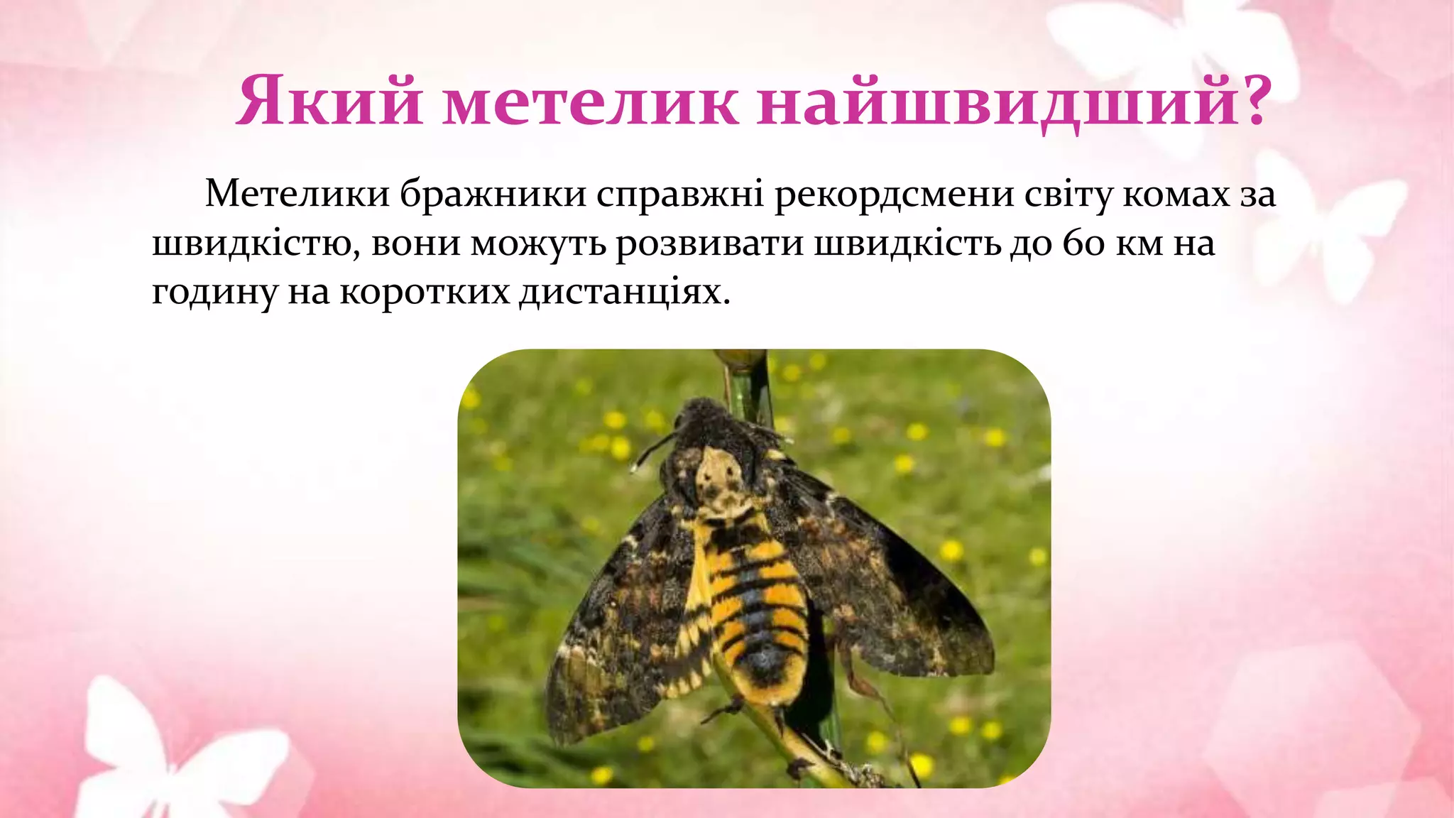 Який метелик найшвидший?
Метелики бражники справжні рекордсмени світу комах за
швидкістю, вони можуть розвивати швидкість до 60 км на
годину на коротких дистанціях.
 
