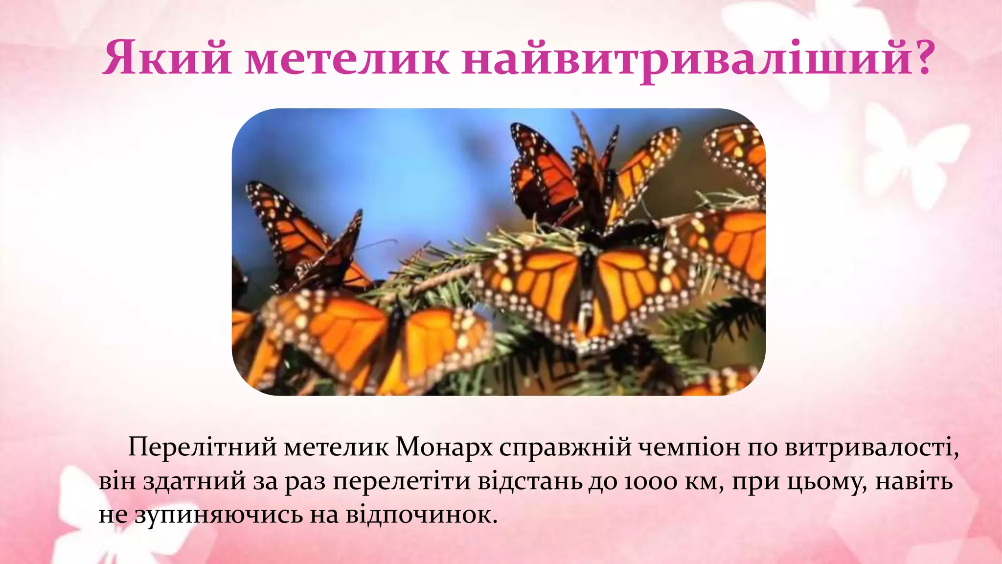 Який метелик найвитриваліший?
Перелітний метелик Монарх справжній чемпіон по витривалості,
він здатний за раз перелетіти відстань до 1000 км, при цьому, навіть
не зупиняючись на відпочинок.
 