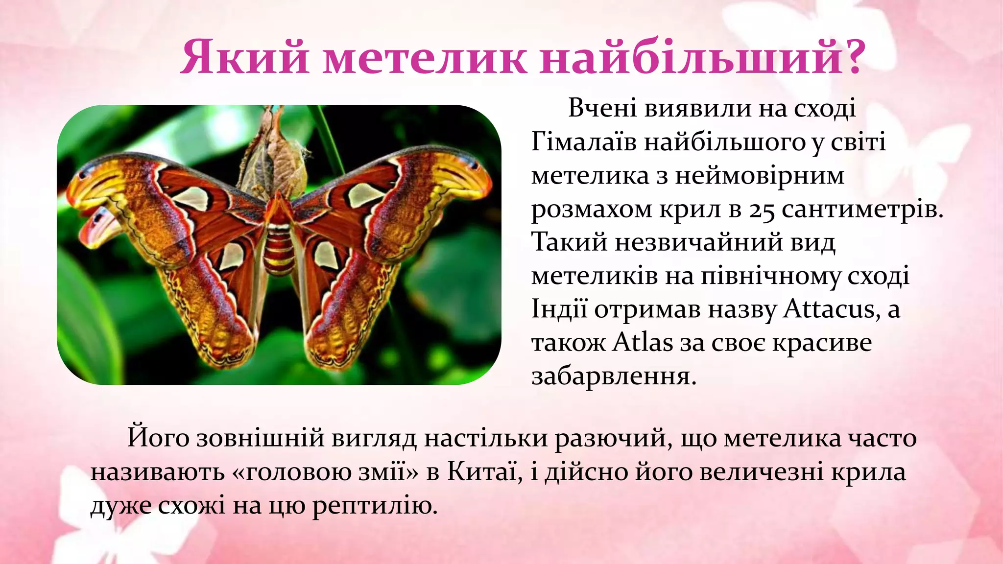 Який метелик найбільший?
Вчені виявили на сході
Гімалаїв найбільшого у світі
метелика з неймовірним
розмахом крил в 25 сантиметрів.
Такий незвичайний вид
метеликів на північному сході
Індії отримав назву Attacus, а
також Atlas за своє красиве
забарвлення.
Його зовнішній вигляд настільки разючий, що метелика часто
називають «головою змії» в Китаї, і дійсно його величезні крила
дуже схожі на цю рептилію.
 
