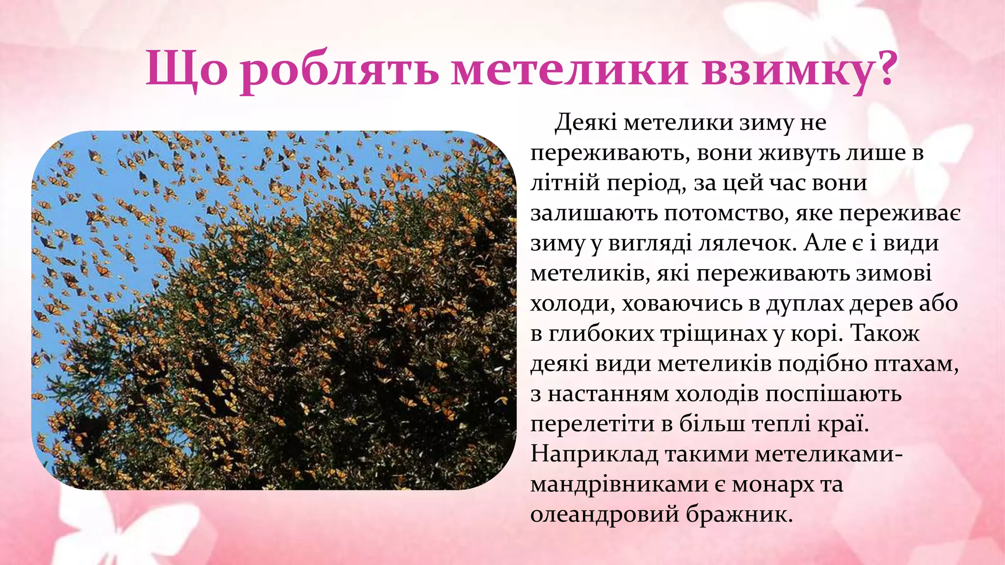 Що роблять метелики взимку?
Деякі метелики зиму не
переживають, вони живуть лише в
літній період, за цей час вони
залишають потомство, яке переживає
зиму у вигляді лялечок. Але є і види
метеликів, які переживають зимові
холоди, ховаючись в дуплах дерев або
в глибоких тріщинах у корі. Також
деякі види метеликів подібно птахам,
з настанням холодів поспішають
перелетіти в більш теплі краї.
Наприклад такими метеликами-
мандрівниками є монарх та
олеандровий бражник.
 
