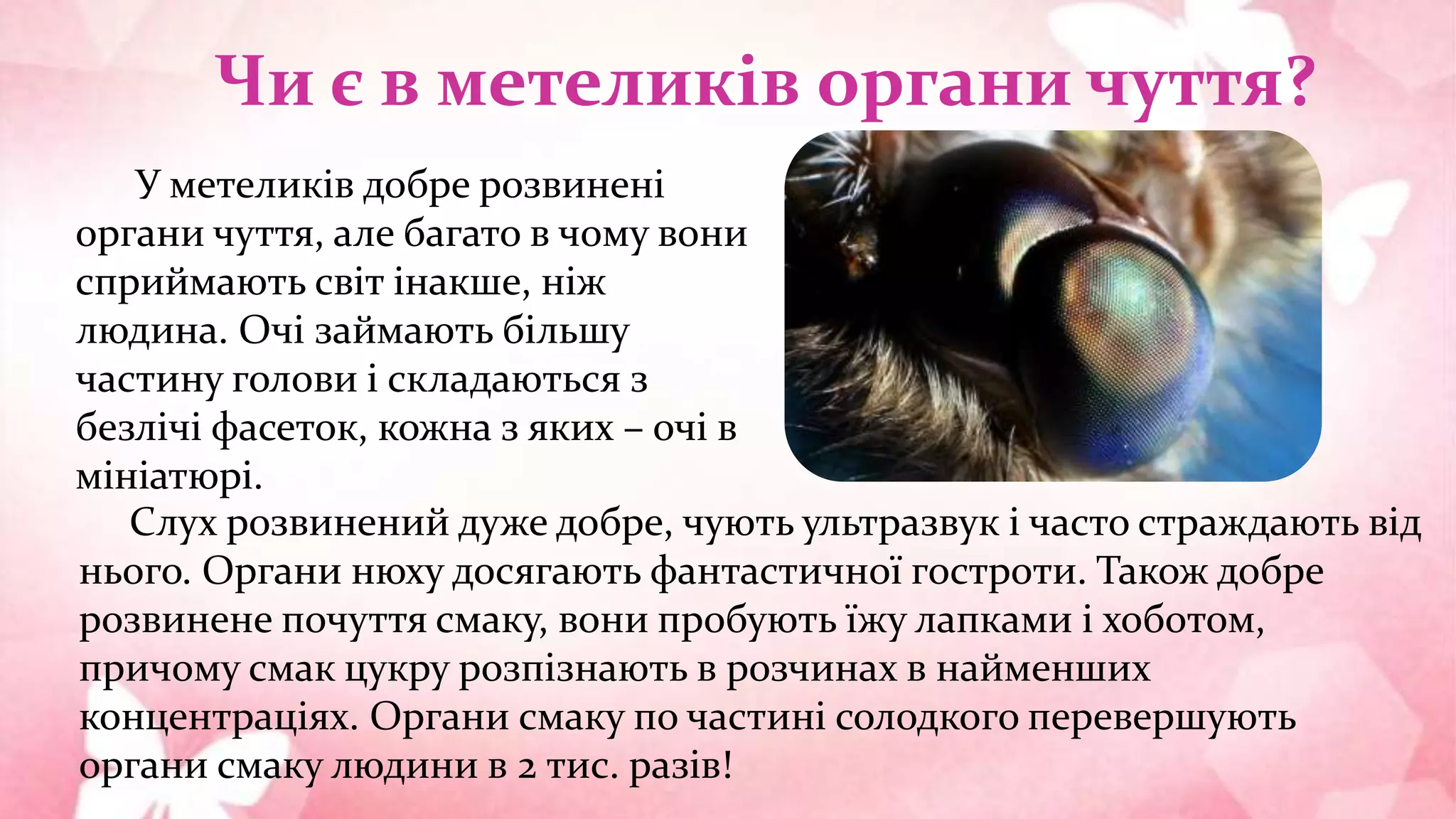 Чи є в метеликів органи чуття?
У метеликів добре розвинені
органи чуття, але багато в чому вони
сприймають світ інакше, ніж
людина. Очі займають більшу
частину голови і складаються з
безлічі фасеток, кожна з яких – очі в
мініатюрі.
Слух розвинений дуже добре, чують ультразвук і часто страждають від
нього. Органи нюху досягають фантастичної гостроти. Також добре
розвинене почуття смаку, вони пробують їжу лапками і хоботом,
причому смак цукру розпізнають в розчинах в найменших
концентраціях. Органи смаку по частині солодкого перевершують
органи смаку людини в 2 тис. разів!
 