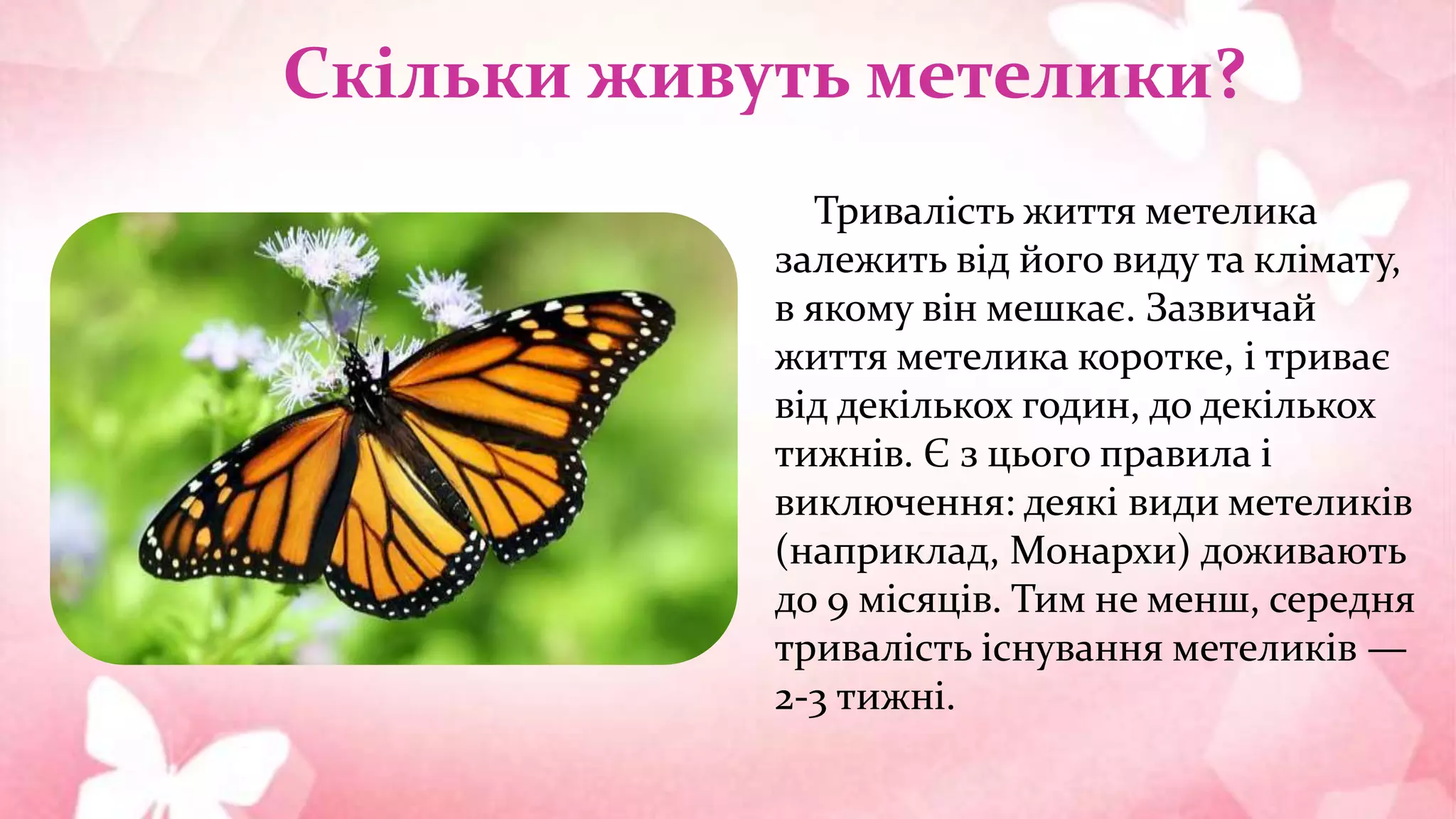 Скільки живуть метелики?
Тривалість життя метелика
залежить від його виду та клімату,
в якому він мешкає. Зазвичай
життя метелика коротке, і триває
від декількох годин, до декількох
тижнів. Є з цього правила і
виключення: деякі види метеликів
(наприклад, Монархи) доживають
до 9 місяців. Тим не менш, середня
тривалість існування метеликів —
2-3 тижні.
 