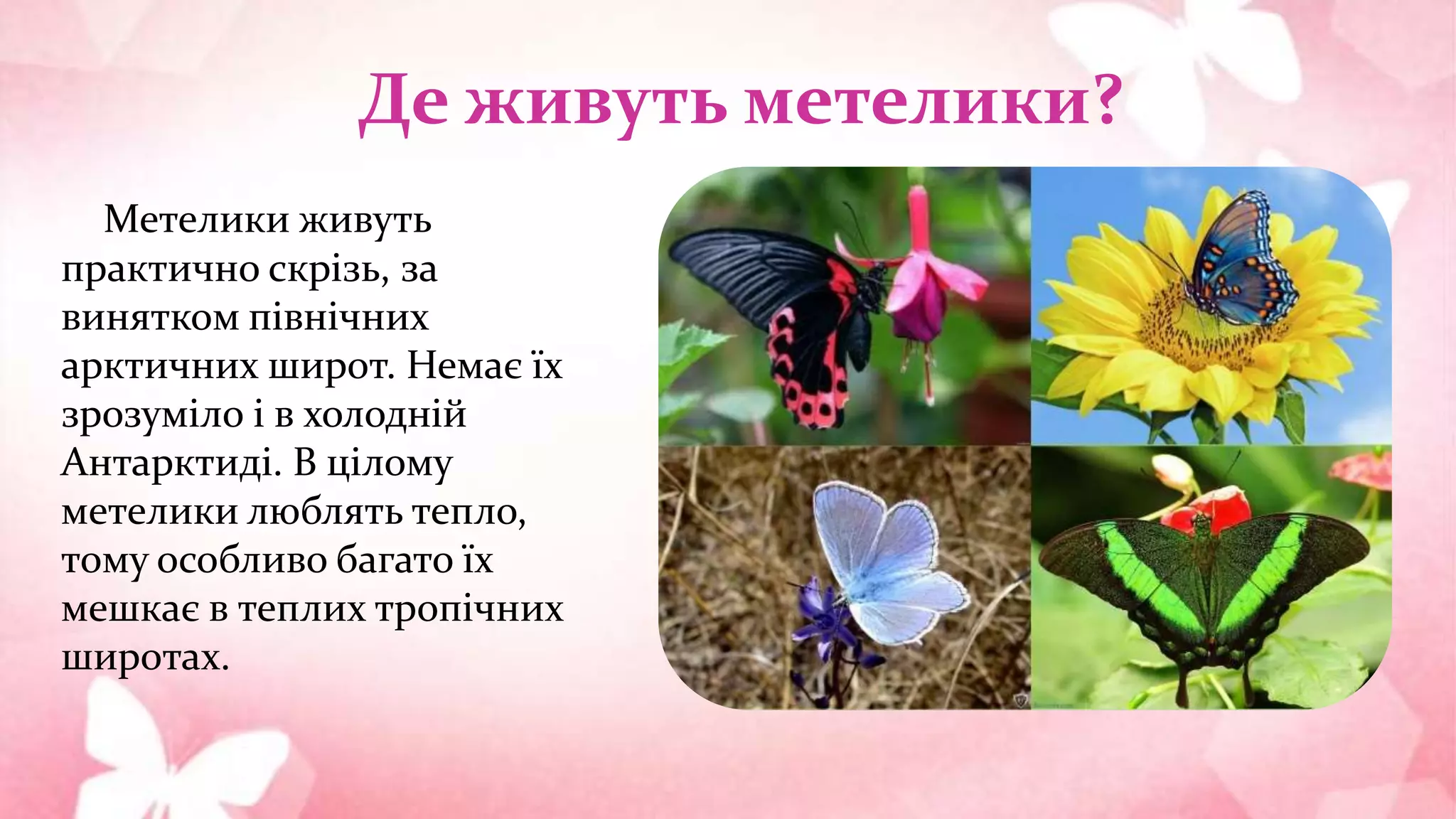 Де живуть метелики?
Метелики живуть
практично скрізь, за
винятком північних
арктичних широт. Немає їх
зрозуміло і в холодній
Антарктиді. В цілому
метелики люблять тепло,
тому особливо багато їх
мешкає в теплих тропічних
широтах.
 