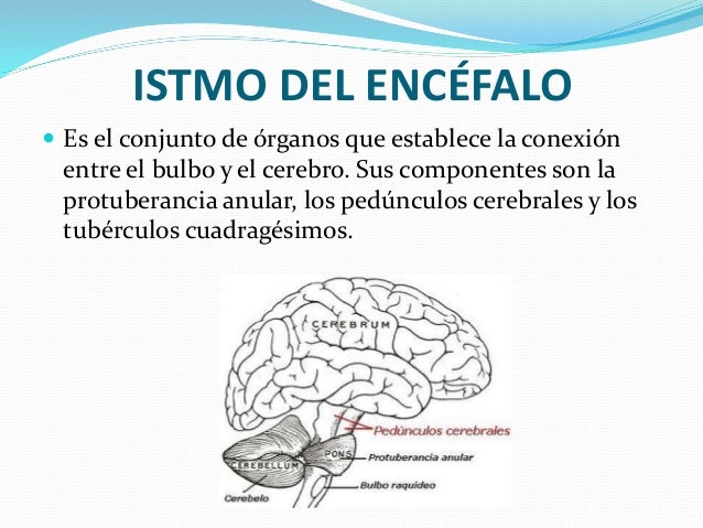 Metencefalo y Mielencefalo por Alexandra Tamami
