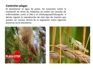 Controlan plagas
Al desestancar el agua de pozos, los huracanes evitan la
incubación de larvas de mosquitos las cuales son causales de
enfermedades como el Zika y el chinkungunyaChikunguña. A
demás regulan la reproducción de otro tipo de insectos que
pueden ser nocivos dentro de la vegetación nativa logrando
preservar así el ecosistema.
 