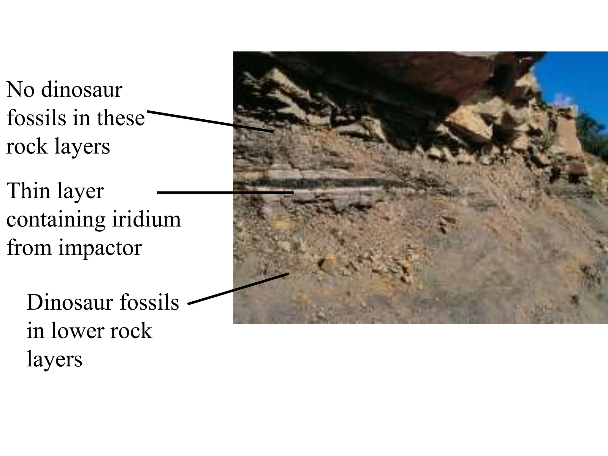 Dinosaur fossils
in lower rock
layers
No dinosaur
fossils in these
rock layers
Thin layer
containing iridium
from impactor
 