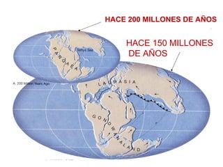 HACE 200 MILLONES DE AÑOS
HACE 150 MILLONES
DE AÑOS
 