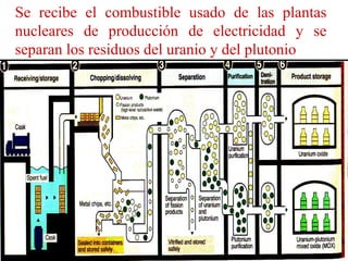Se recibe el combustible usado de las plantas
nucleares de producción de electricidad y se
separan los residuos del uranio y del plutonio
 