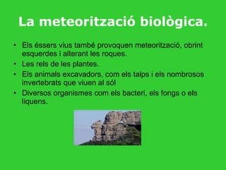 La meteorització biològica . Els éssers vius també provoquen meteorització, obrint esquerdes i alterant les roques. Les rels de les plantes. Els animals excavadors, com els talps i els nombrosos invertebrats que viuen al sól Diversos organismes com els bacteri, els fongs o els liquens. 