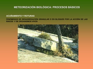 METEORIZACIÓN BIOLÓGICA: PROCESOS BÁSICOSMETEORIZACIÓN BIOLÓGICA: PROCESOS BÁSICOS
ACUÑAMIENTO Y ROTURAS
FENÓMENOS DE DESAGREGACIÓN GRANULAR O EN BLOQUES POR LA ACCIÓN DE LAS
RAICES Y DE ORGANISMOS VIVOS
 