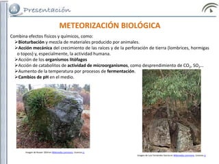 METEORIZACIÓN BIOLÓGICA
Combina efectos físicos y químicos, como:
Bioturbación y mezcla de materiales producido por animales.
Acción mecánica del crecimiento de las raíces y de la perforación de tierra (lombrices, hormigas
o topos) y, especialmente, la actividad humana.
Acción de los organismos litófagos
Acción de catabolitos de actividad de microorganismos, como desprendimiento de CO2, SO2…
Aumento de la temperatura por procesos de fermentación.
Cambios de pH en el medio.
Imagen de Luis Fernández García en Wikimedia commons. Licencia cc
Imagen de Rosser 1954 en Wikimedia commons. Licencia cc
 