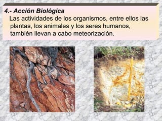 4.- Acción Biológica Las actividades de los organismos, entre ellos las plantas, los animales y los seres humanos, también llevan a cabo meteorización. 