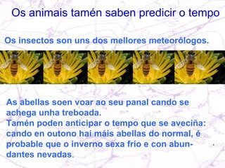 Os animais tamén saben predicir o tempo Os insectos son uns dos mellores meteorólogos.  As abellas soen voar ao seu panal cando se achega unha treboada.  Tamén poden anticipar o tempo que se aveciña: cando en outono hai máis abellas do normal, é probable que o inverno sexa frío e con abun-dantes nevadas . 