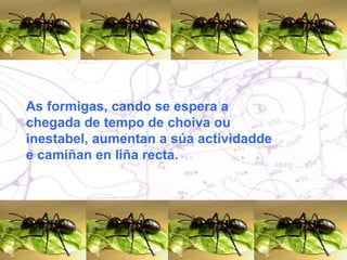 As formigas, cando se espera a chegada de tempo de choiva ou inestabel, aumentan a súa actividadde e camiñan en liña recta. 