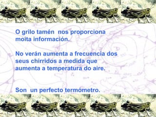 O grilo tamén  nos proporciona moita información.  No verán aumenta a frecuencia dos seus chirridos a medida que aumenta a temperatura do aire.  Son  un perfecto termómetro.  
