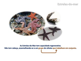 Estrelas-do-mar




                 As Estrelas-do-Mar tem capacidade regenerativa.
Não tem cabeça, assemelhando-se a um grupo de células que trabalham em conjunto.
 
