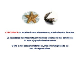 CURIOSIDADE: as estrelas-do-mar alimentam-se, principalmente, de ostras.

 Os pescadores de ostras matavam inúmeras estrelas-do-mar partindo-as
                  no meio e jogando de volta ao mar.

      O fato é: não estavam matando-as, mas sim multiplicando-as!
                          Pois são regenerativas.
 